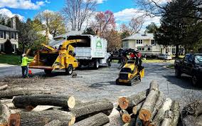 How Our Tree Care Process Works  in  Alamo Heights, TX