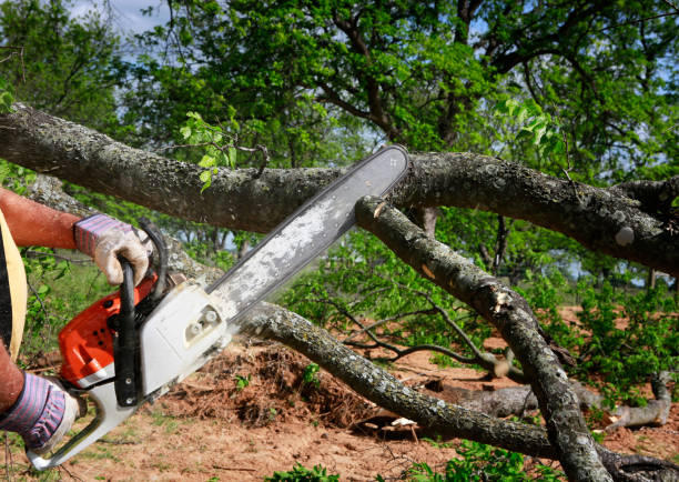 Reliable Alamo Heights, TX Tree Services Solutions